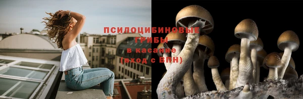 индика Белокуриха