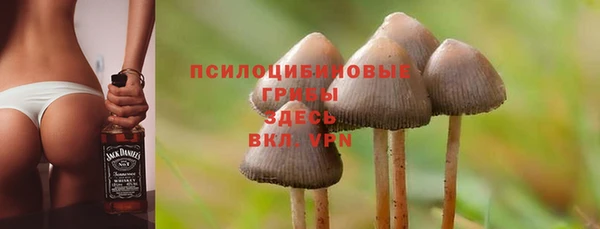 индика Белокуриха